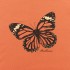 eskama_orange_detail